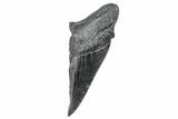 Partial Fossil Megalodon Tooth - South Carolina #250044-1